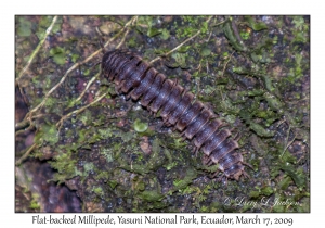 Flat-backed Millipede