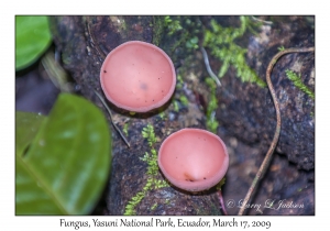 Fungus