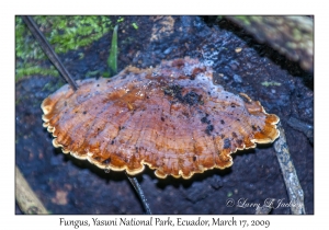 Fungus