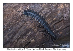 Flat-backed Millipede