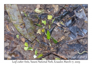 Leaf-cutter Ants