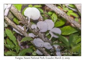 Fungus