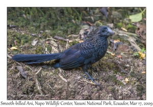 Smooth-billed Ani