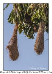 Oropendola Nests