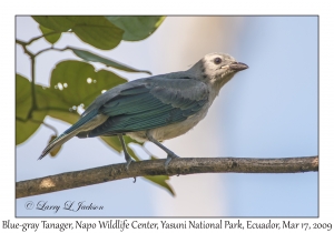 Blue-gray Tanager