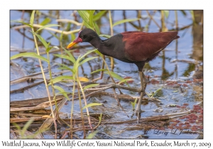 Wattled Jacana