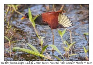 Wattled Jacana