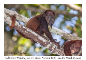 Red Howler Monkey, juvenile