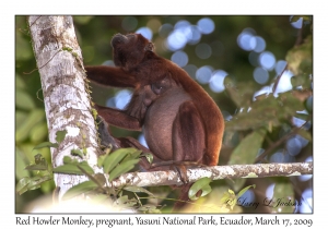 Red Howler Monkey