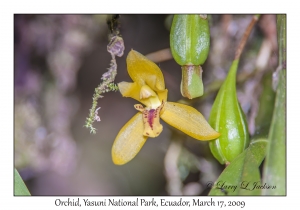 Orchid