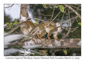 Common Squirrel Monkey