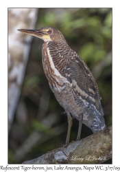 Rufescent Tiger-heron, juvenile