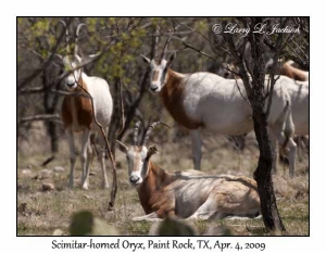 Scimitar-horned Oryx