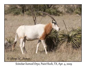 Scimitar-horned Oryx