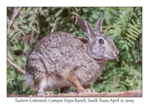 Eastern Cottontail