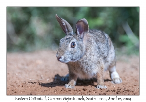 Eastern Cottontail