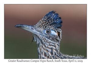 Greater Roadrunner