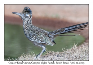 Greater Roadrunner