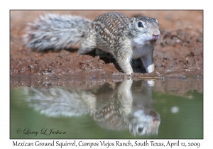 Mexican Ground Squirrel