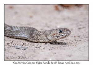 Coachwhip