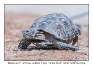 Texas Desert Tortoise