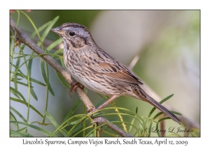 Lincoln's Sparrow