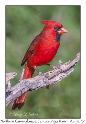 Northern Cardinal, male