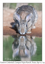 Eastern Cottontail