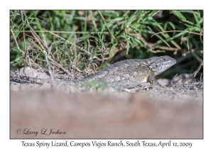 Texas Spiny Lizard