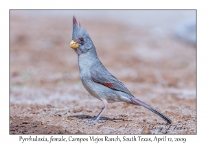 Pyrrhuloxia, female