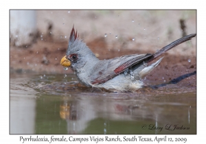 Pyrrhuloxia, female