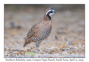 Northern Bobwhite, male