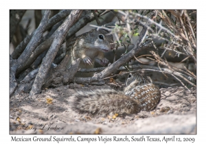 Mexican Ground Squirrels