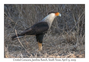 Crested Caracara