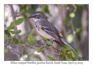 Yellow-rumped Warbler