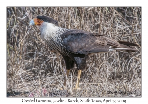 Crested Caracara