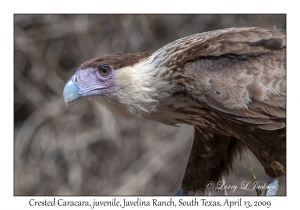 Crested Caracara, juvenile