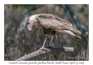 Crested Caracara, juvenile