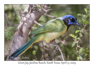 Green Jay