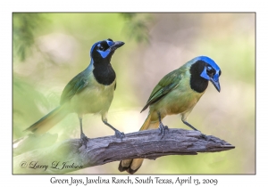 Green Jays