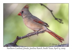 Northern Cardinal, female