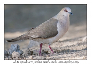 White-tipped Dove