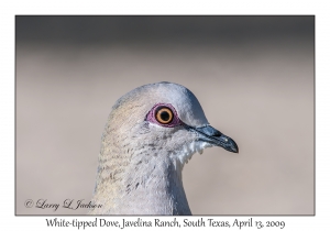 White-tipped Dove