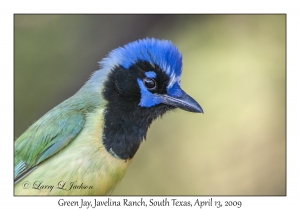 Green Jay