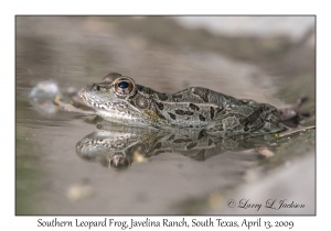 Southern Leopard Frog