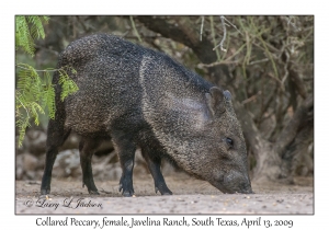 Collared Peccary, female