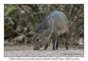 Collared Peccary, juvenile