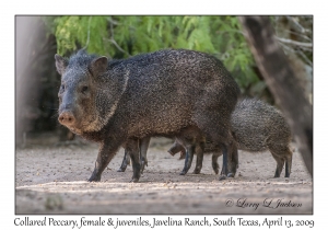 Collared Peccary, female & juveniles