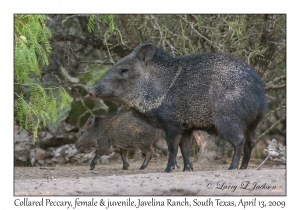 Collared Peccary, female & juvenile