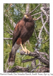 Harris's Hawk